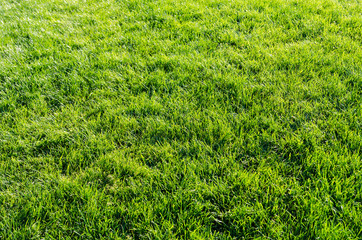 Green Grass Background