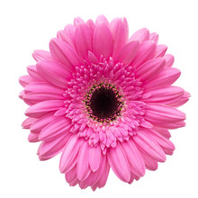 Gerbera Flower Isolated On White Background