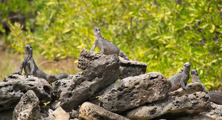 Green Iguana