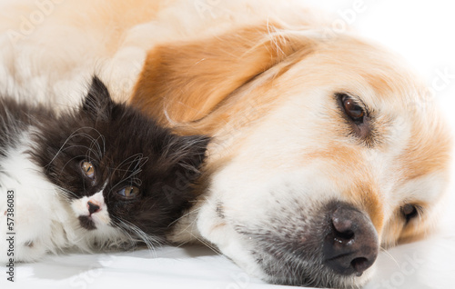 Obraz w ramie Golden Retriever with a Persian cat