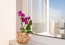 Pink Orchid On A Windowsill