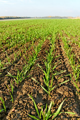 Wall Mural - Growing wheat.