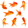 canvas print picture - Goldfish