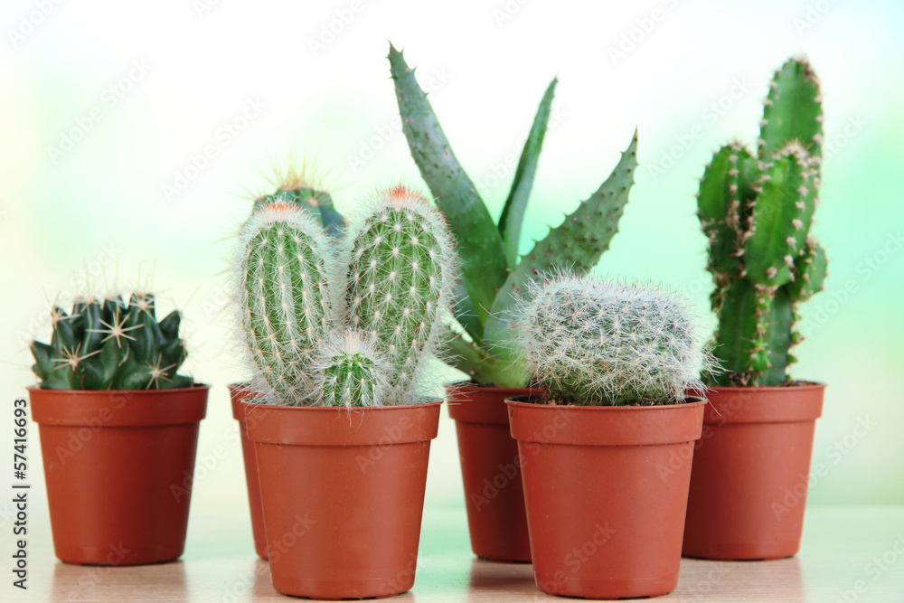 Collection of cactuses on wooden table
