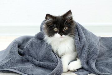 Wall Mural - Little cute kitten with towel on floor