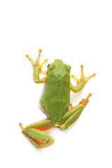 tree frog (hyla arborea)