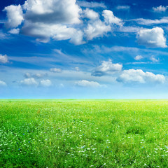 green field and blue sky