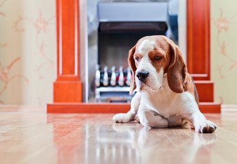 The dog has a rest near to a fireplace