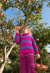 Wall Mural - girl eat ripe apples