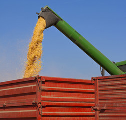 Wall Mural - Unloading corn maize seeds