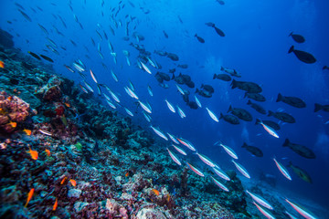 Wall Mural - colorful reef