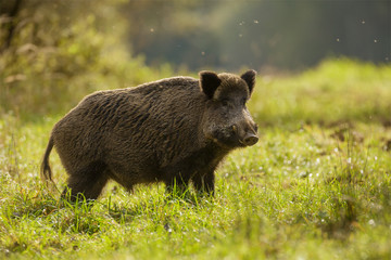 wild boar, backlit, foraging for apples