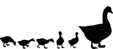 Newborn Gosling And Goose Silhouettes Isolated On White