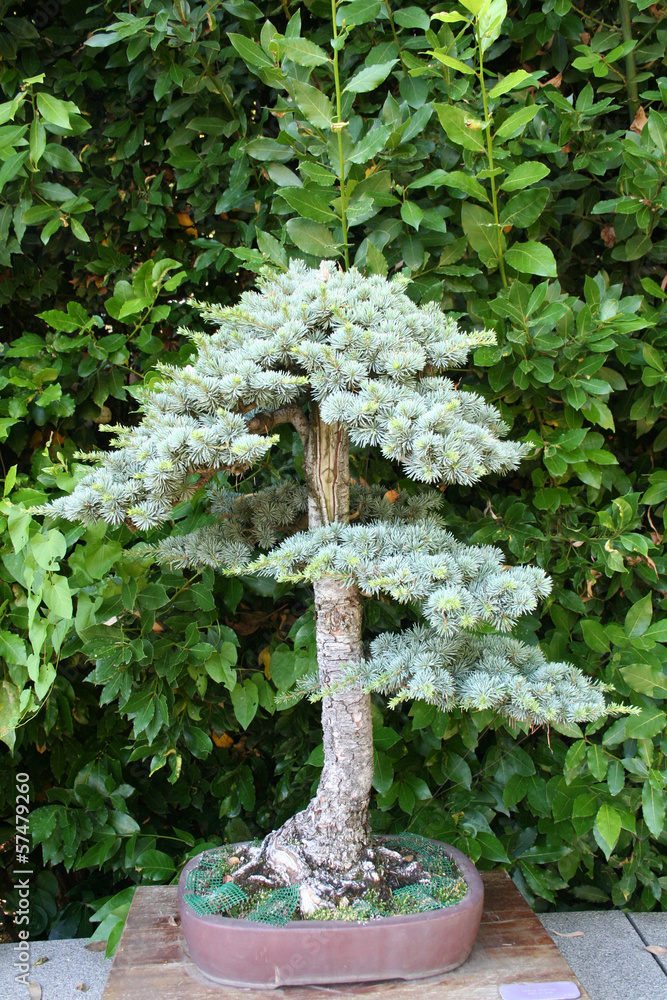 bonsai otto Skip Laurel Cherry Bonsai