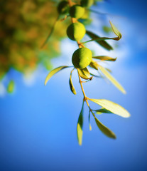 Wall Mural - Olive tree branch