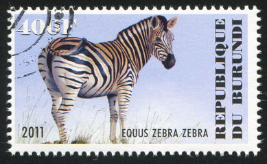 Poster - zebra