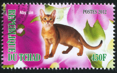 Poster - Abyssin cat