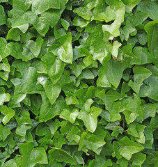 Poster - fond de feuilles de lierre