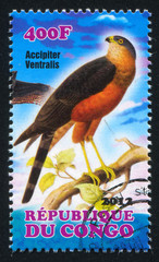 Sticker - Sharp shinned Hawk