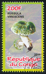 Poster - Russule greenish