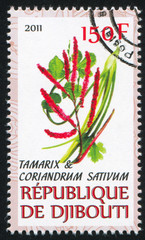 Poster - Tamarix and Coriander