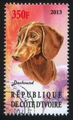 Wall Mural - Dachshund