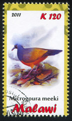 Poster - Choiseul Pigeon