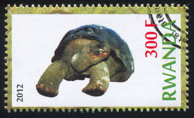 Sticker - Tortoise