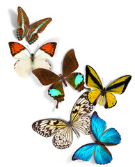 Wall Mural - group of butterflies