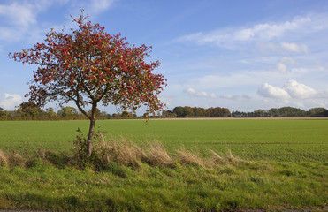 Sticker - autumn whitebeam tree