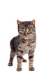 © Farinoza - Thin adult tabby cat, isolated on white