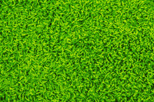 Green Carpet Texture