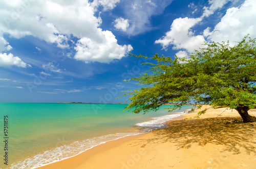 Plakat na papierze fotorealistycznym Plaża i drzewo