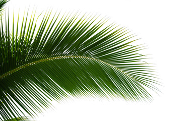 Leaf of coconut palm tree isolated