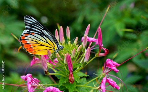 Board z aluminiowym obramowaniem Motyl monarcha na kwiat.