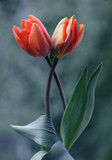 Fototapeta Tulipany - Tulipany