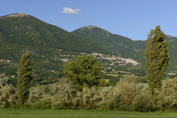 Wall Mural - windy trees  in green countryside near Poggio Bustone, Rieti val