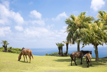都井岬の海辺の馬たち