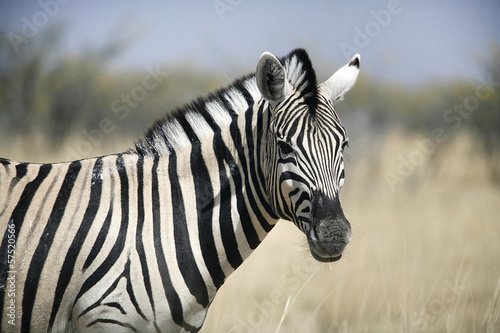 Board z aluminiowym obramowaniem Zebra w etosha w Namibii