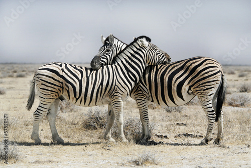 Board z aluminiowym obramowaniem Dwie zebry w parku etosha w Namibii