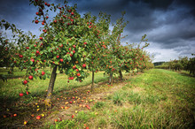 Apple Orchard At Cloudy Day