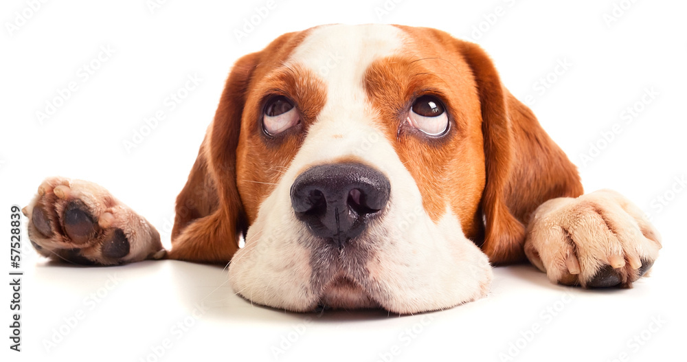 beagle head isolated on white - obrazy, fototapety, plakaty 