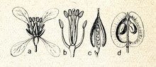 Brassicaceae Family Of Flowering Plants