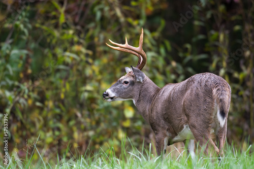 Board z aluminiowym obramowaniem Whitetailed deer buck