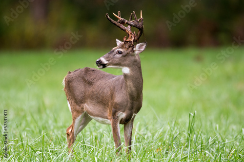 Board z aluminiowym obramowaniem Whitetailed deer buck