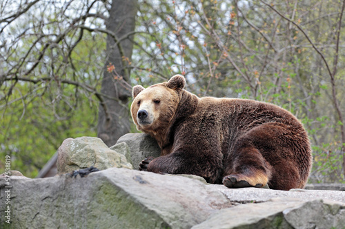 Board z aluminiowym obramowaniem Niedźwiedź brunatny (ursus arctos) leży na skale