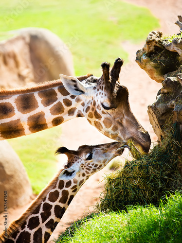 Board z aluminiowym obramowaniem Zdjęcie żyrafy z wyprawy do zoo