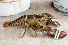 Wild Caught Lobster On The Restaurant Table In Maine