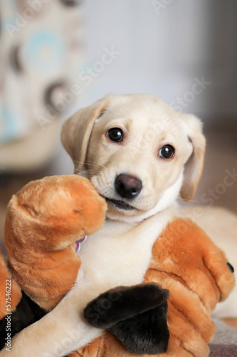 golden labrador teddy