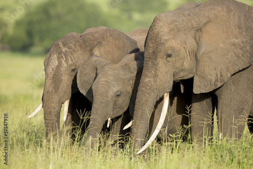 Board z aluminiowym obramowaniem Słonie afrykańskie (loxodonta africana) w Tanzanii